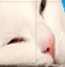 Use close up image of cat's face