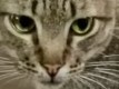 Use close up image of cat's face